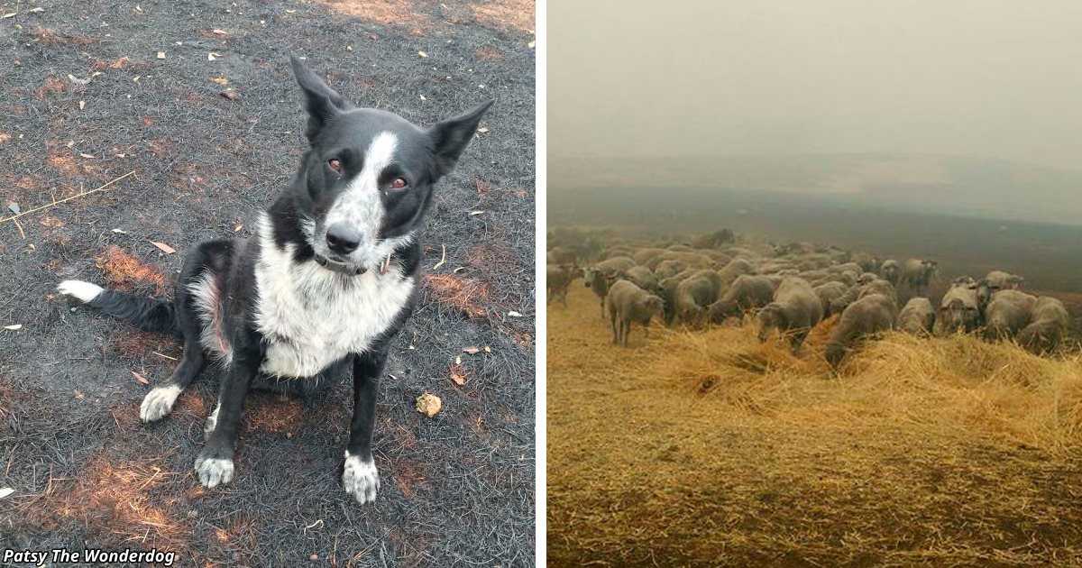 Собака спасла стадо овец от бушующих пожаров в Австралии