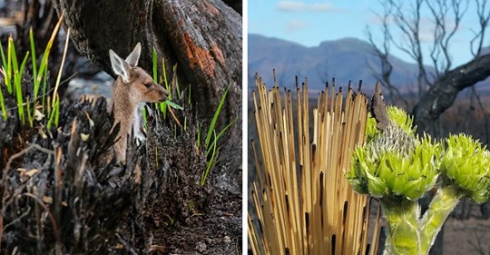15 фотографий австралийской природы, которая начала восстанавливаться после смертоносных пожаров
