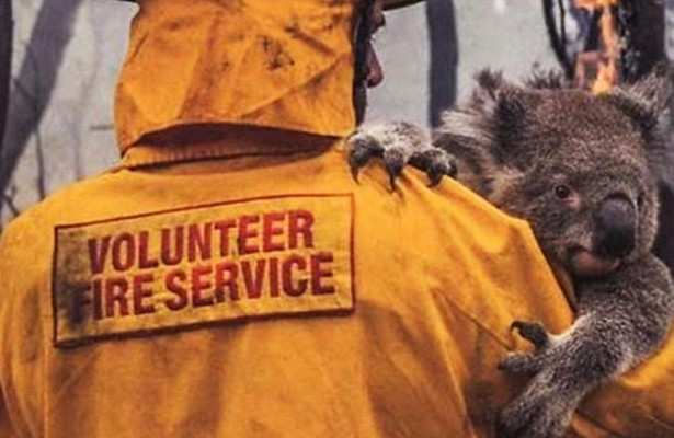 Люди сами спасают коал по всей Австралии от огненной стихии