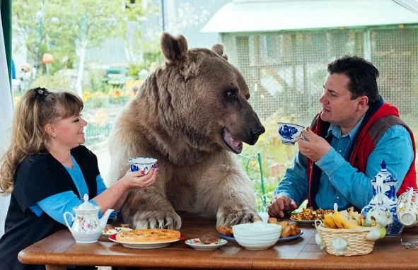 23 года назад пара из России «усыновила» маленького медвежонка, который теперь вырос и помогает им во всем по хозяйству…