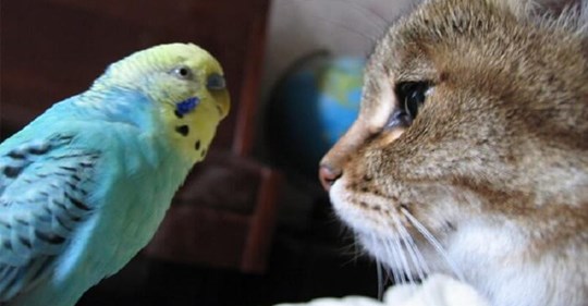 Волнистый попугай разговаривает с котом
