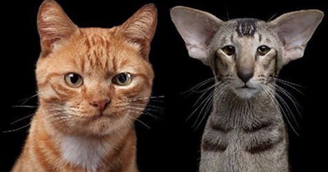 Фотограф, который умеет снимать портреты котов, подчеркивающие их личность