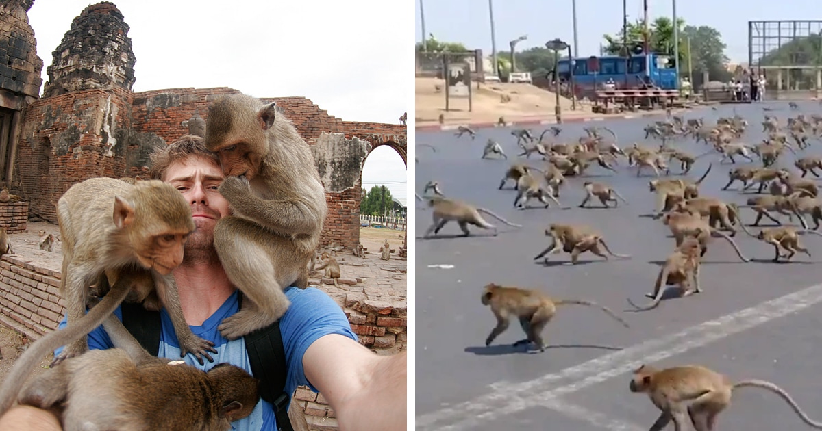 Сотни голодных обезьян выбежали на улицы города в Таиланде. Всему виной туристы и коронавирус