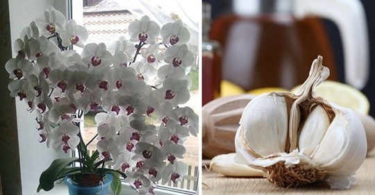 Чеснок — настоящее спасение для орхидей