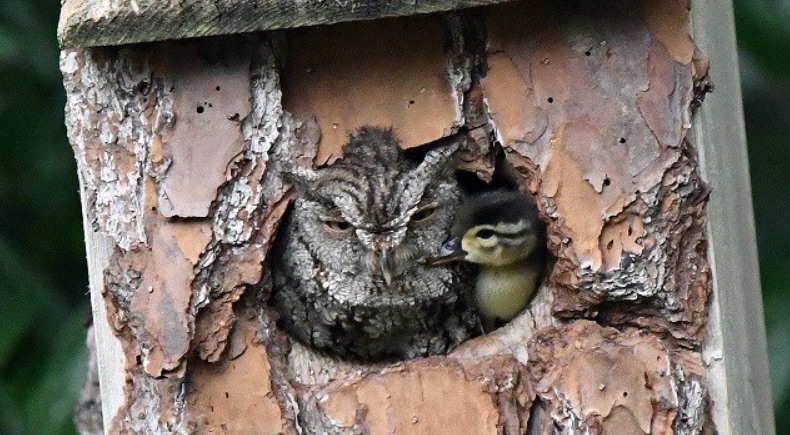 Природа милосердна: Фотограф нашёл дупло с совой, растящей утёнка