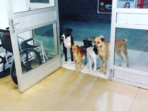 Бездомного положили в больницу, а его 4 собаки терпеливо ждали его у двери 