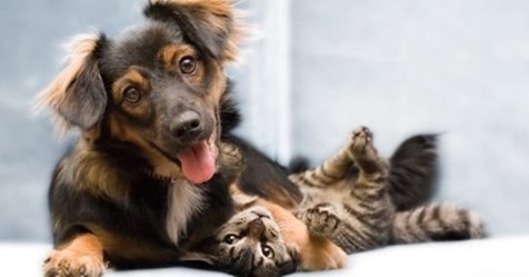 Беременная собака, которая сама без дома, приютила целое семейство котят