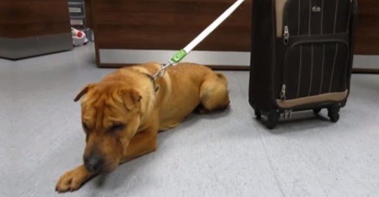 На вокзале нашли грустного пса, привязанного к чемодану