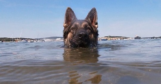 Чтобы спасти своего хозяина, собака 11 часов плыла к берегу