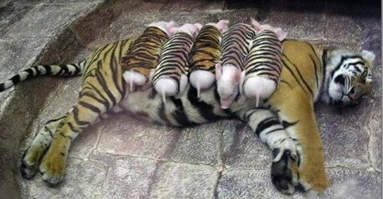 Тигрица потеряла малышей, она тосковала и могла умереть, тогда работники нашли ей других деток…