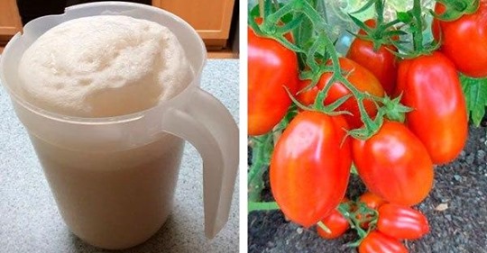 Дрожжевая подкормка спасет ваши томаты и огурцы от болезней 