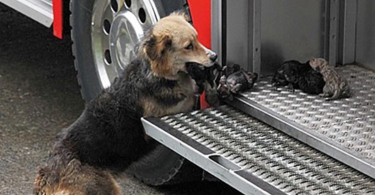 Собака спасла своих щенков из огня, она выносила их прямо в пожарную машину