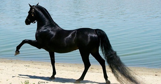 15 чудесных лошадей, от красоты которых перехватывает дыхание