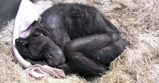 Погибающая шимпанзе очень трогательно простилась с человеком, которого знала более 40 лет
