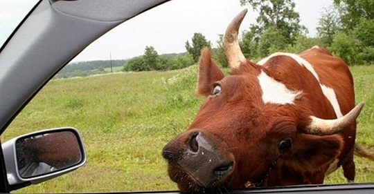 Анекдот: Стоит дедок с коровой и машину ловит. Останавливается джип. Стекло опускается, мужик говорит