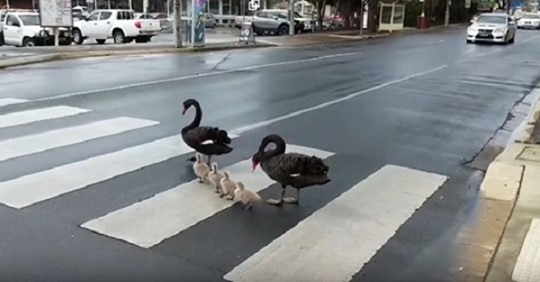 Семейство лебедей-пешеходов соблюдает правила дорожного движения