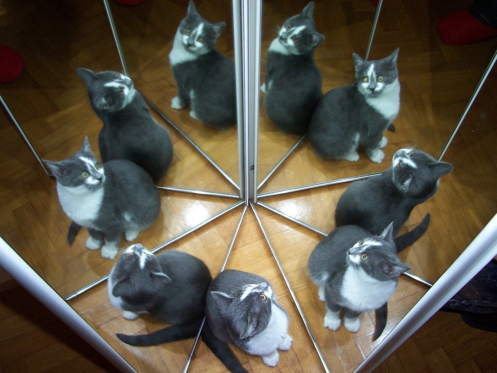 Пользователи Интернета спорили, сколько здесь кошек. Ответ лежит на поверхности!