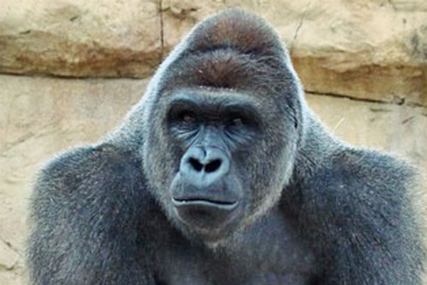 Эту гориллу убили во имя человеческой глупости. Спустя год мир все еще не смирился с этой трагедией