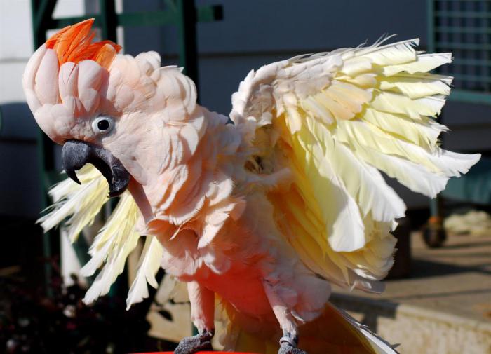 10 фактов о попугаях, которых вы не знали