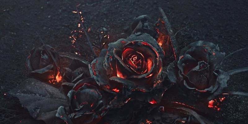 Фотограф сжигает розы ради завораживающих снимков