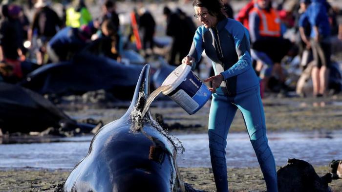 Волонтеры пытаются спасти сотни китов, которые выбросились на берег в Новой Зеландии