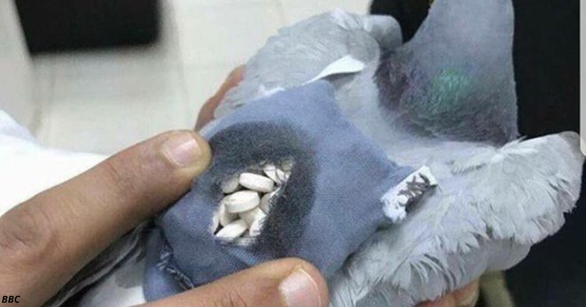 Полиция поймала голубя контрабандиста. В своем рюкзачке он перевозил наркотики! 