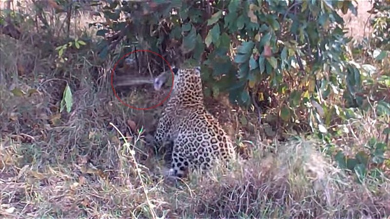 Захватывающее зрелище: смертельный поединок между леопардом и гигантским питоном