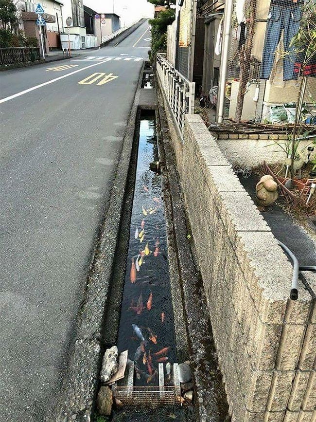 Сливные каналы в Японии настолько чистые, что в них водятся карпы