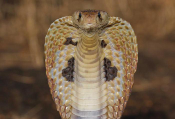 Действительно ли змеи настолько страшны, как нам кажется?