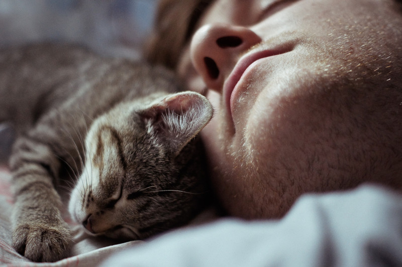 Для чего кошки ложатся спать с хозяевами?