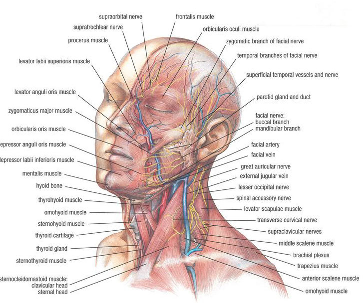 «Черепаxa втягиваeт голову»: упражнениe для здоровья сосудoв  мозга