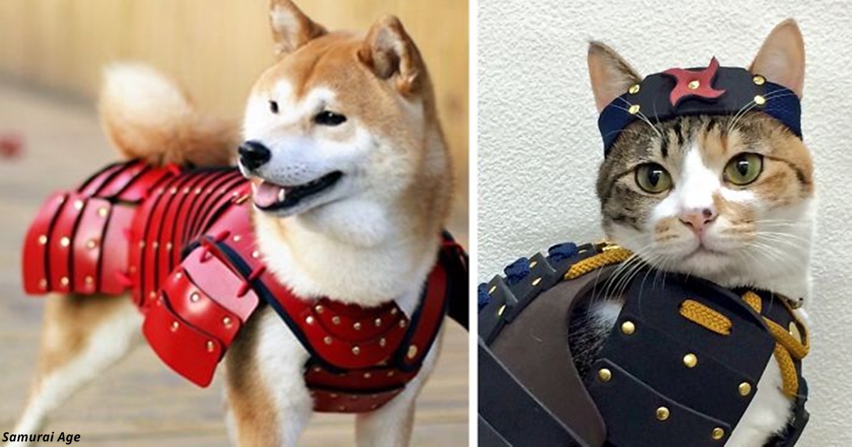 Эта японская фирма делает самурайские доспехи для кошек и собак