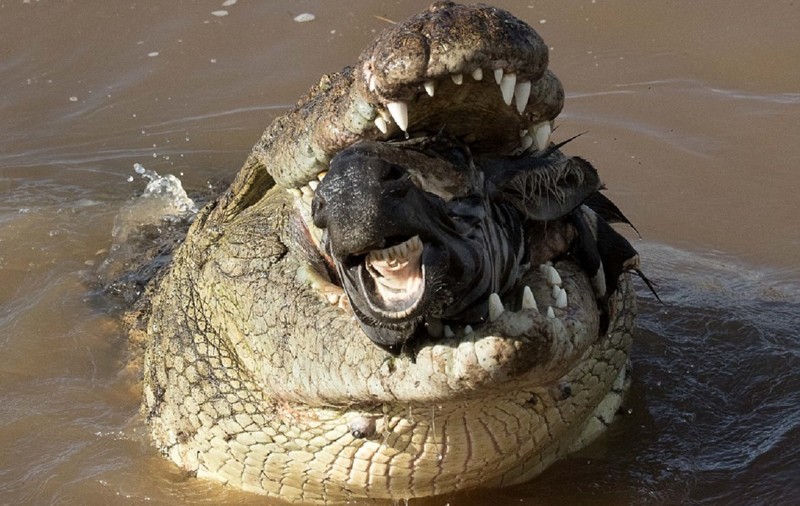  В мире животных: оторванная голова зебры в крокодильей пасти