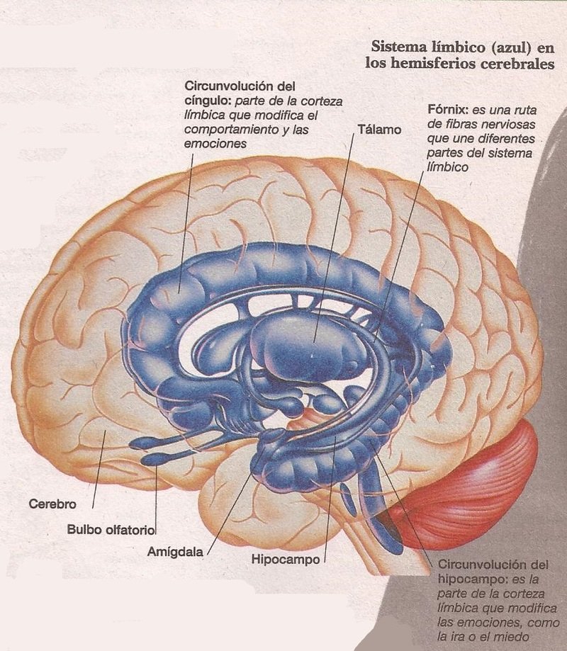 Нейропластичность: перестраиваем мозг