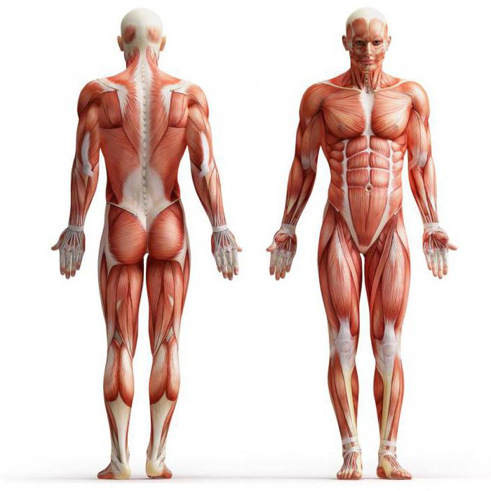 Мышцы. Виды мышц, классификация, их строение и функции. Анатомия мышц