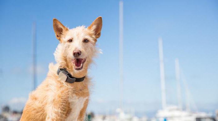 GPS трекер для собак: обзор, устройство, модели и отзывы