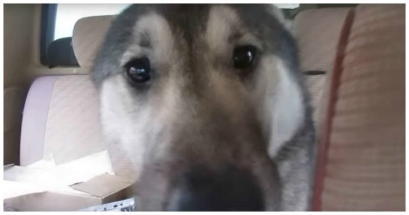 Это видео встречи хозяина и потерявшейся собаки сделает ваш день лучше