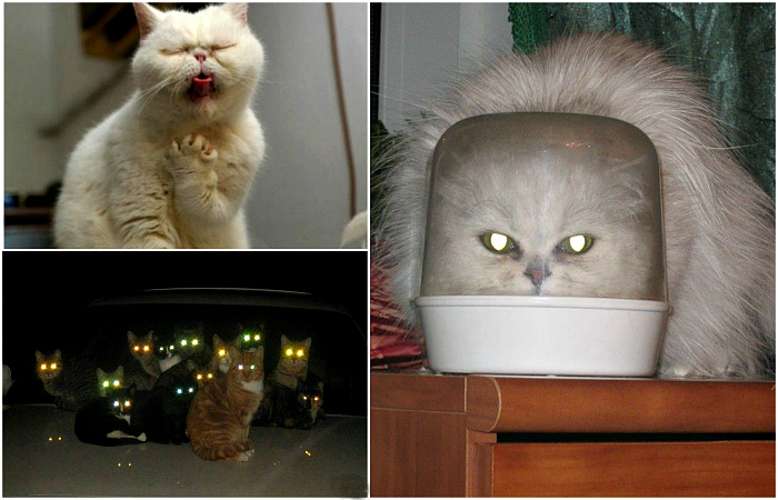 17 впечатляющих снимков о том, что коты   пришельцы с другой планеты