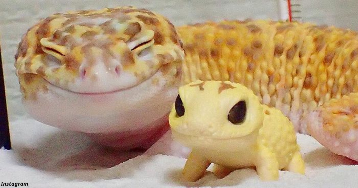 Этот геккон не смог сдержать улыбку, когда увидел своего пластикового друга 