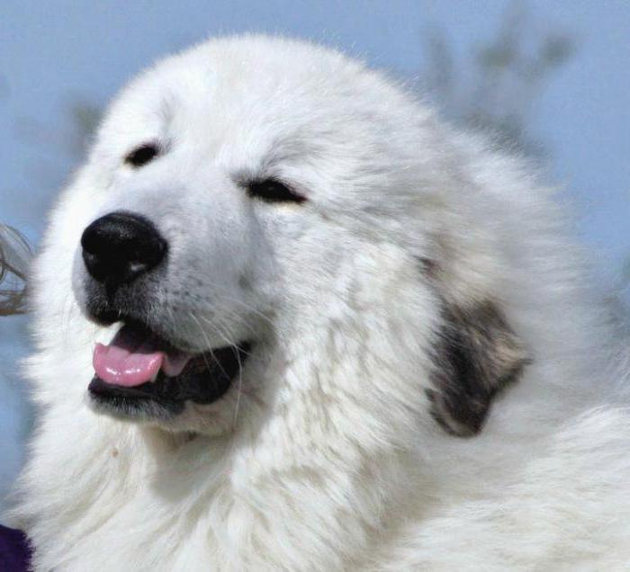 Горная пиренейская собака: описание породы, характер, дрессировка, отзывы